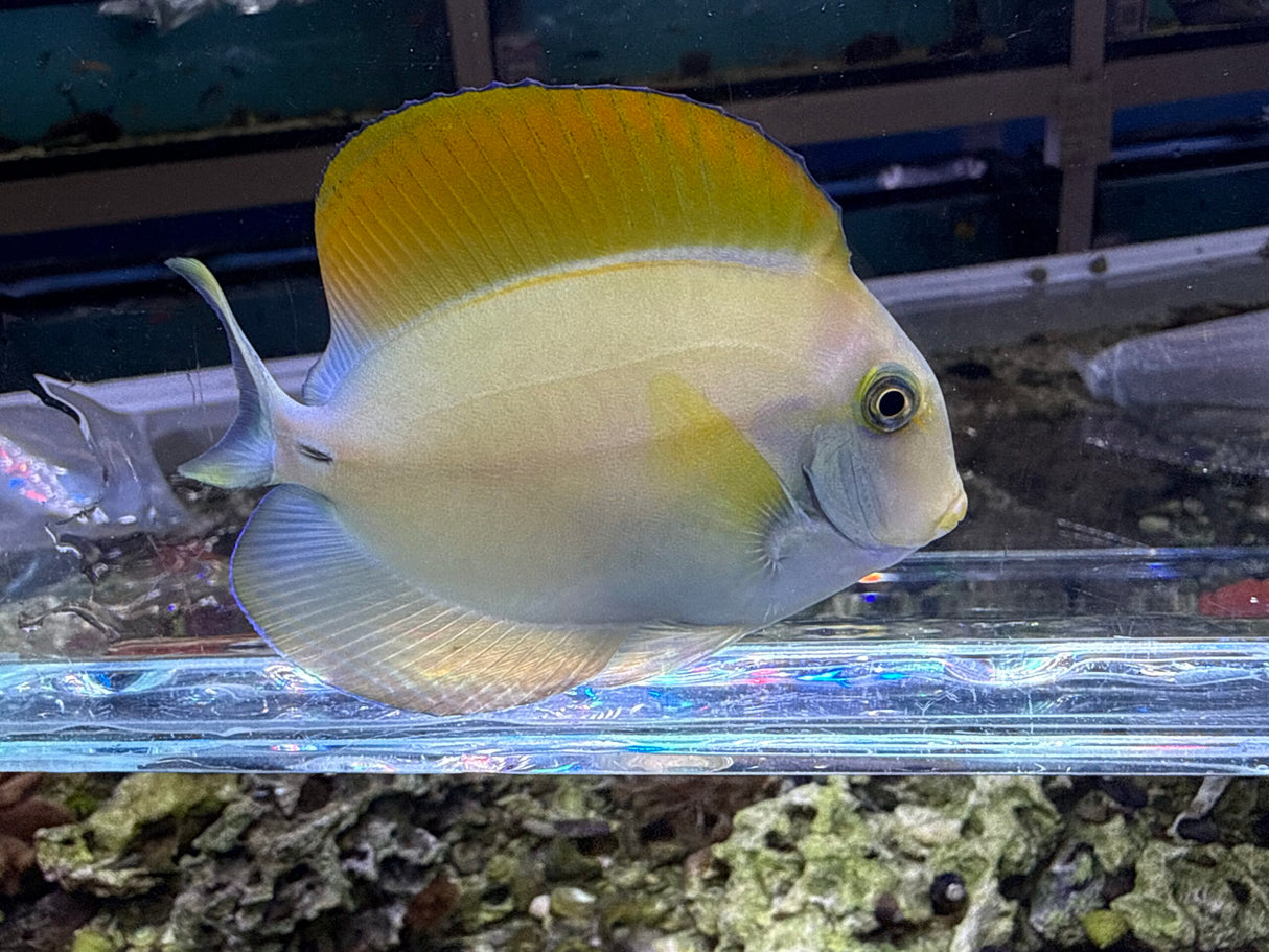Fowler Tang