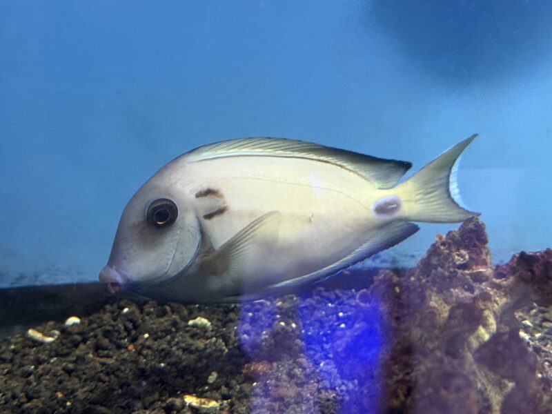 Lieutenant Tang – Acanthurus tennenti