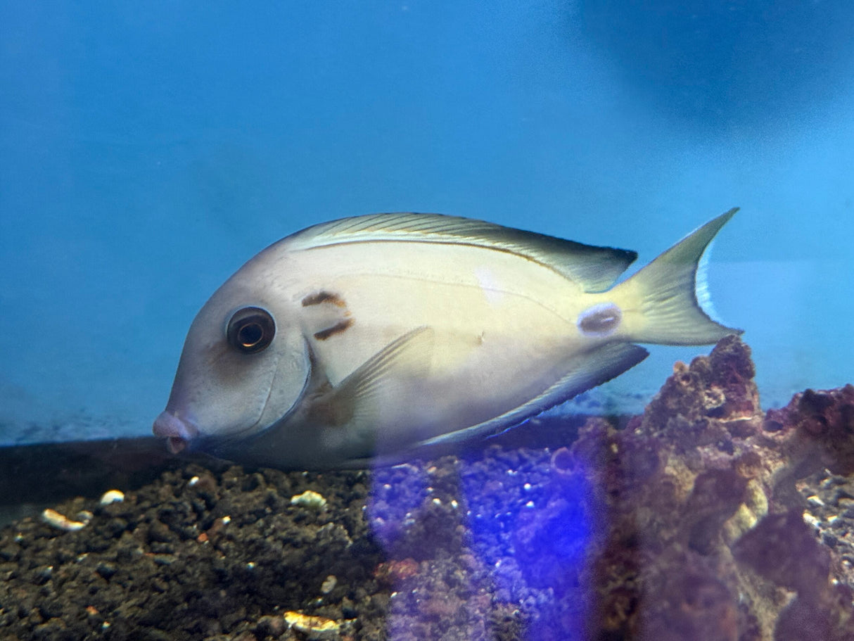 Vampire Tang