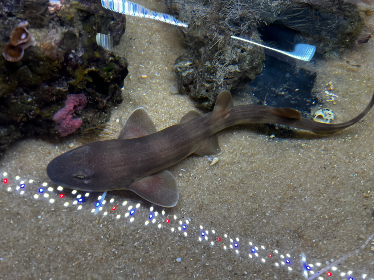 Grey Banded Bamboo Shark