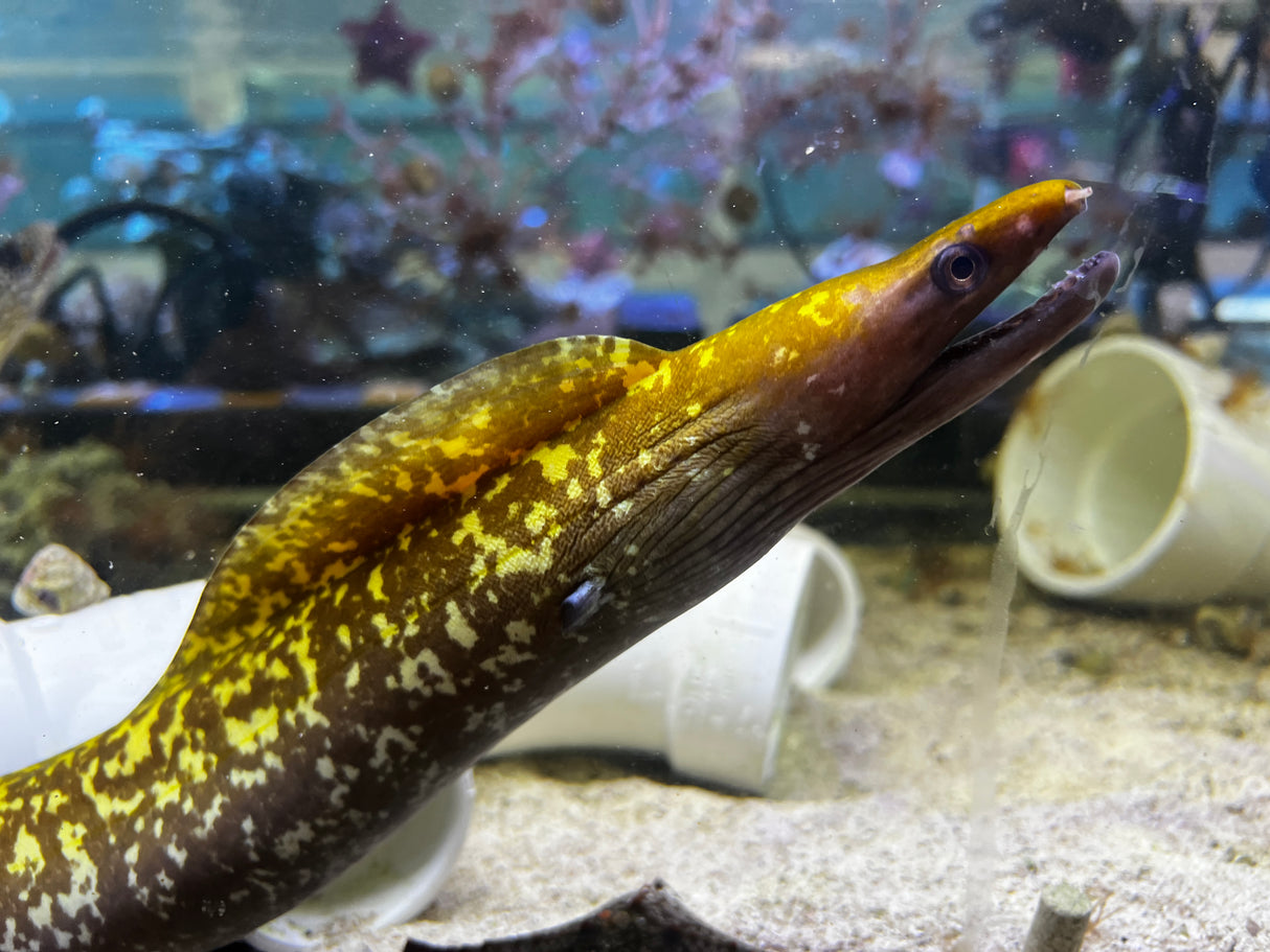 "Bruised banana" Dark Moray Gymnothroax afer