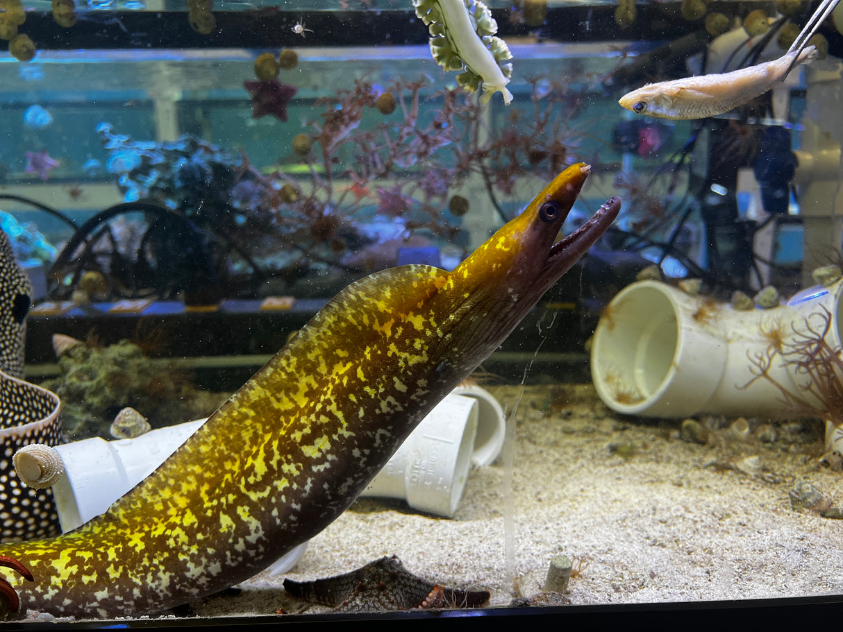 "Bruised banana" Dark Moray Gymnothroax afer