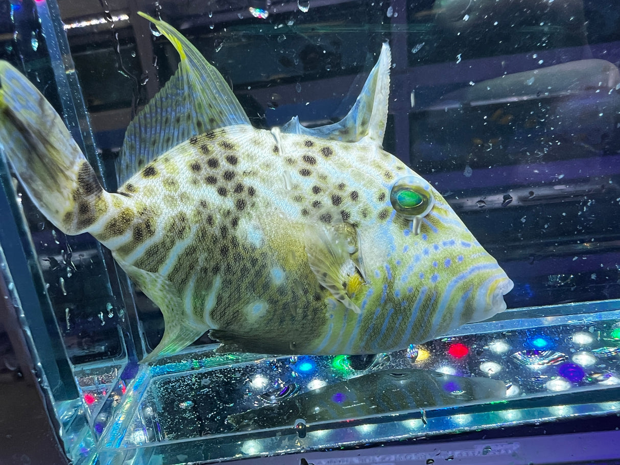 Rare Goldenheart Triggerfish – (3-4.5")