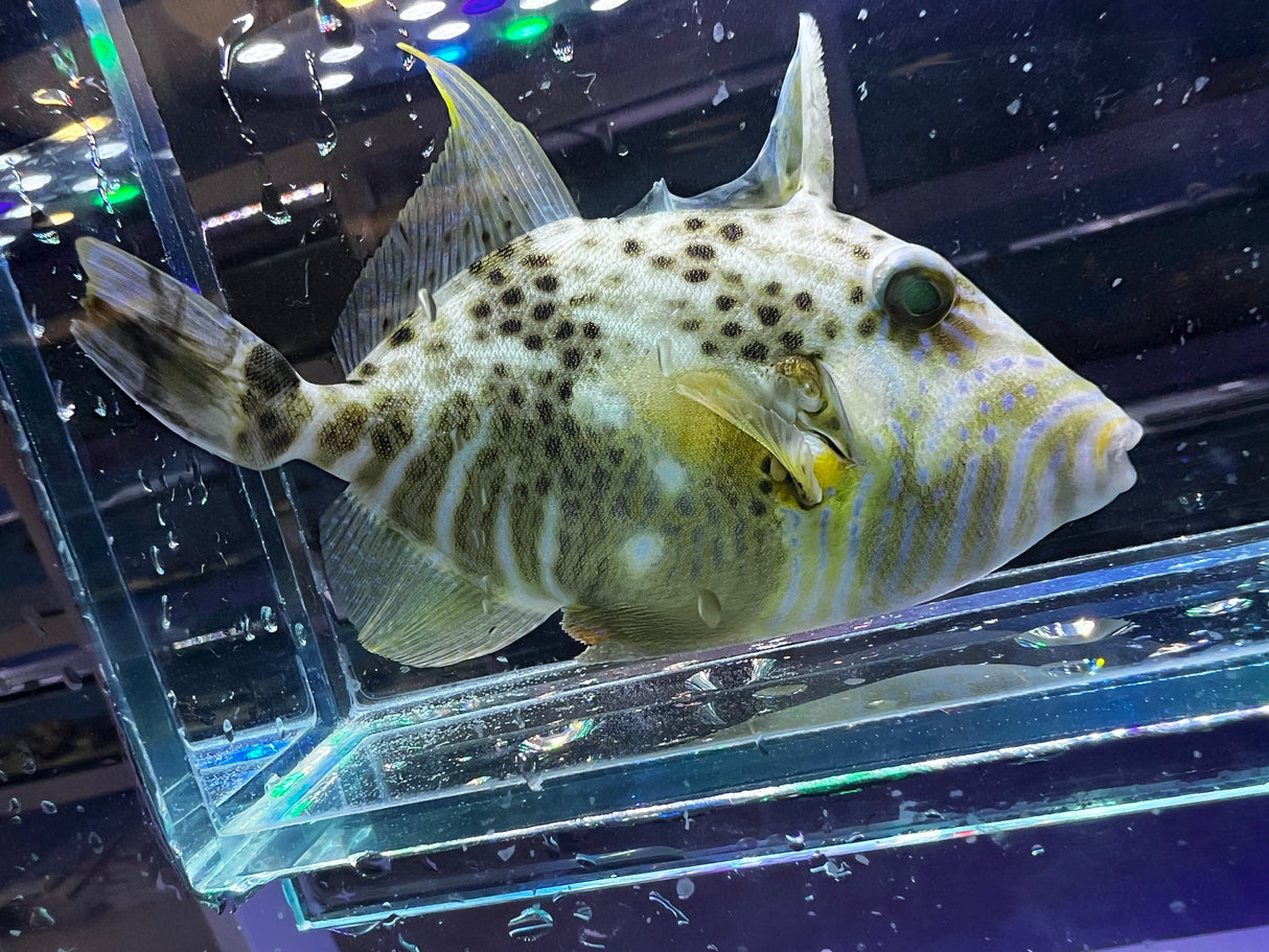 Rare Goldenheart Triggerfish – (3-4.5")