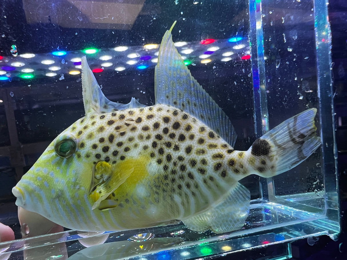 Rare Goldenheart Triggerfish – (3-4.5")
