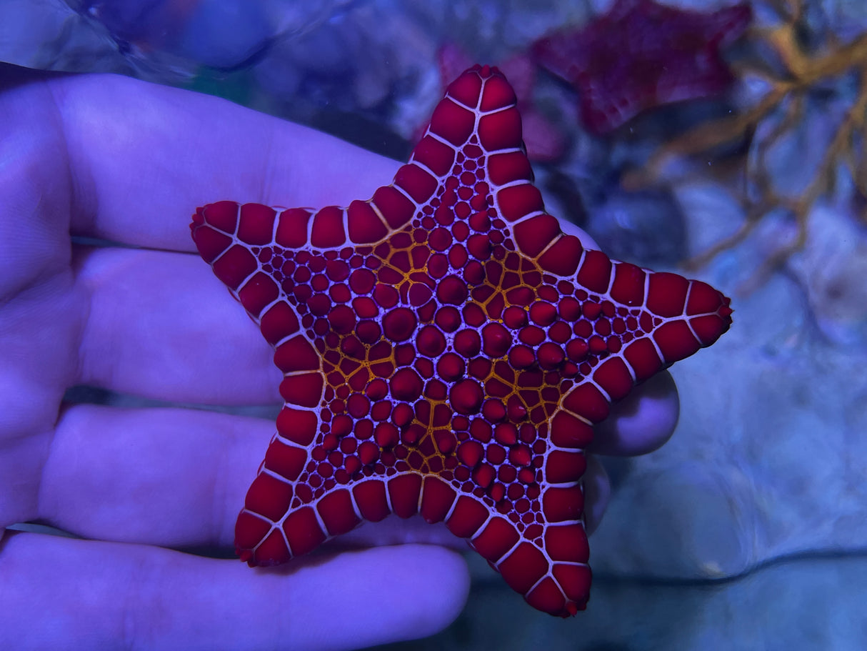 African Red Cookie Biscuit Starfish (Goniaster tessellatus)