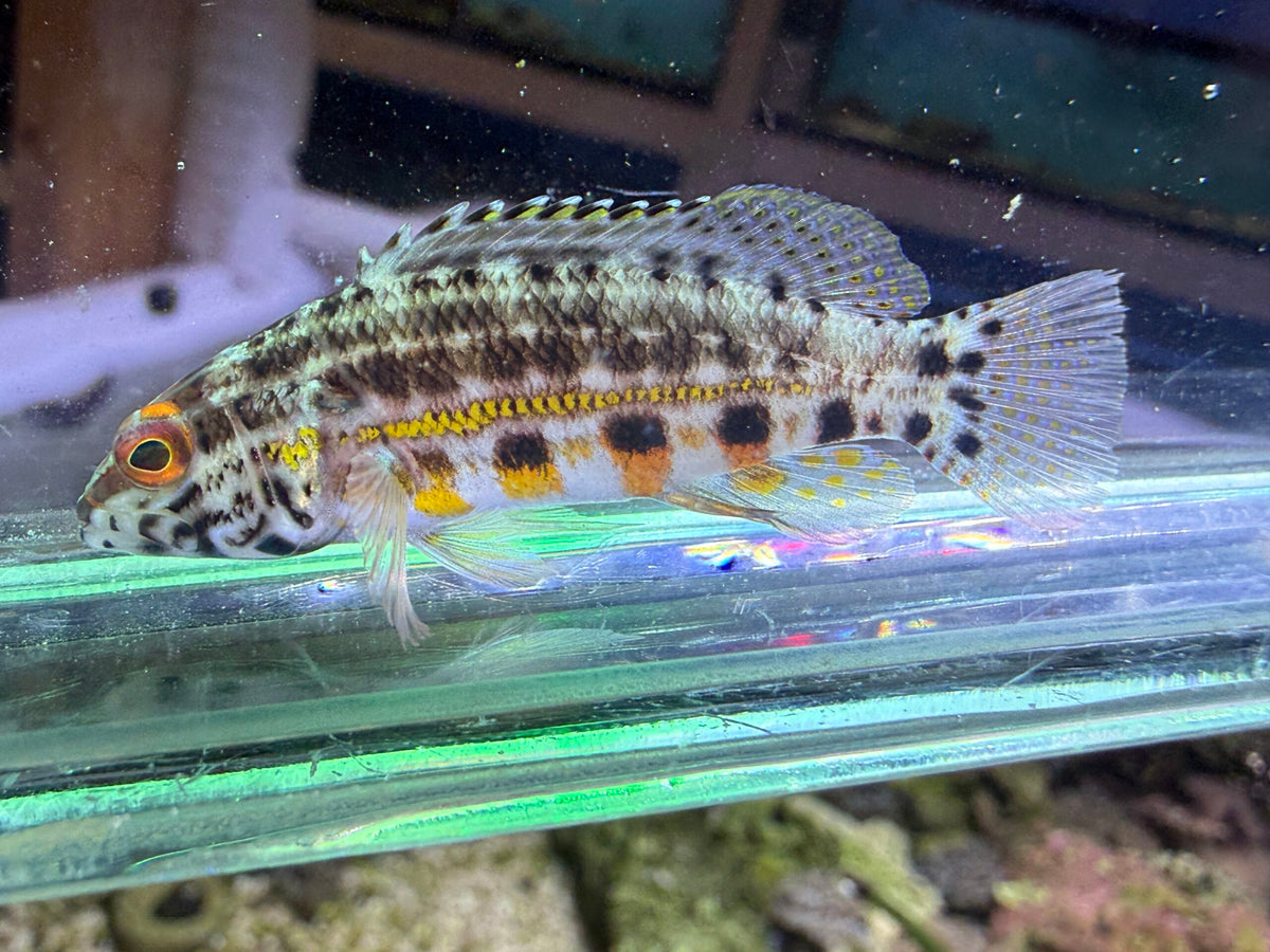 Lantern Bass