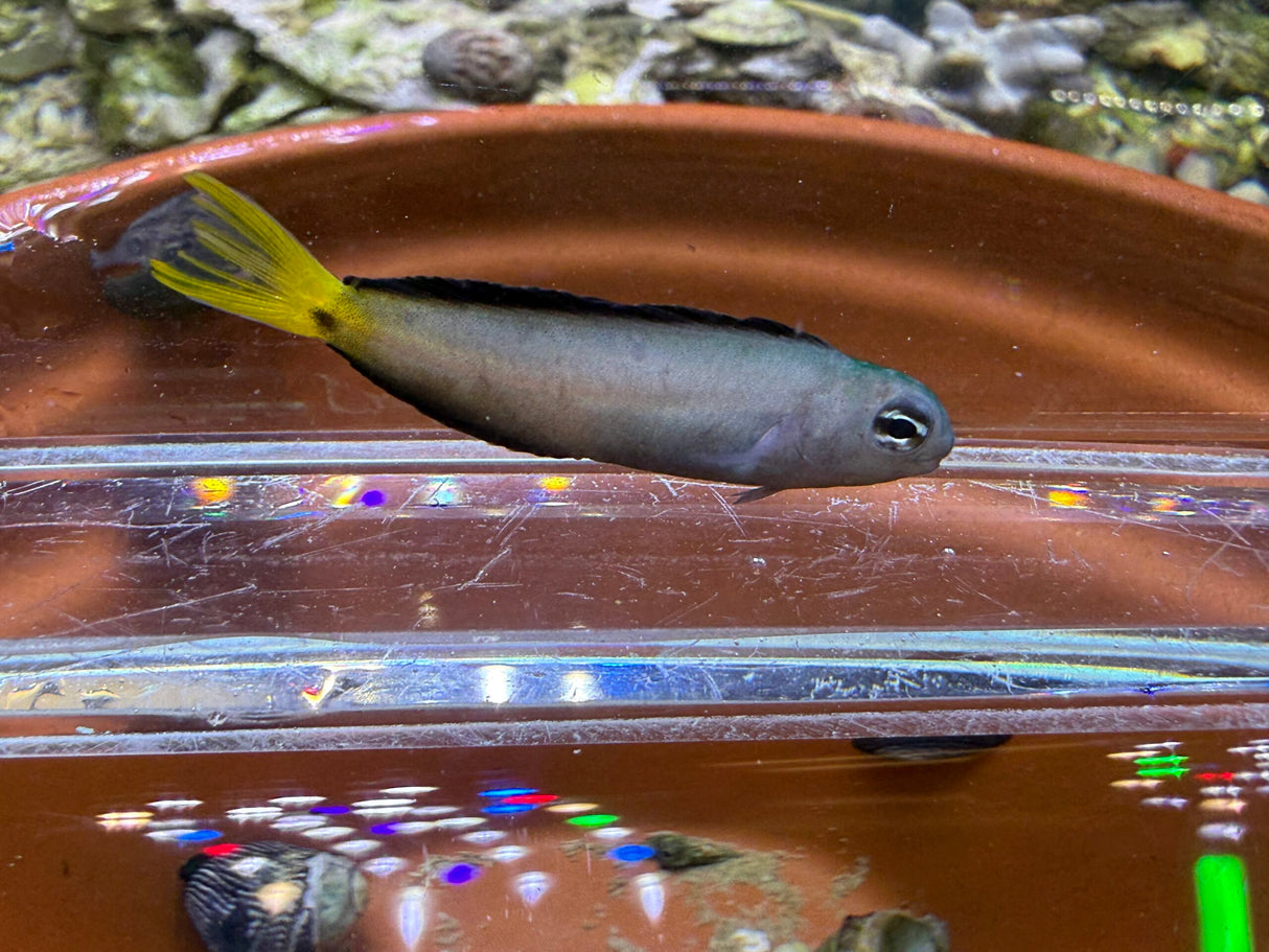 Harptail blenny