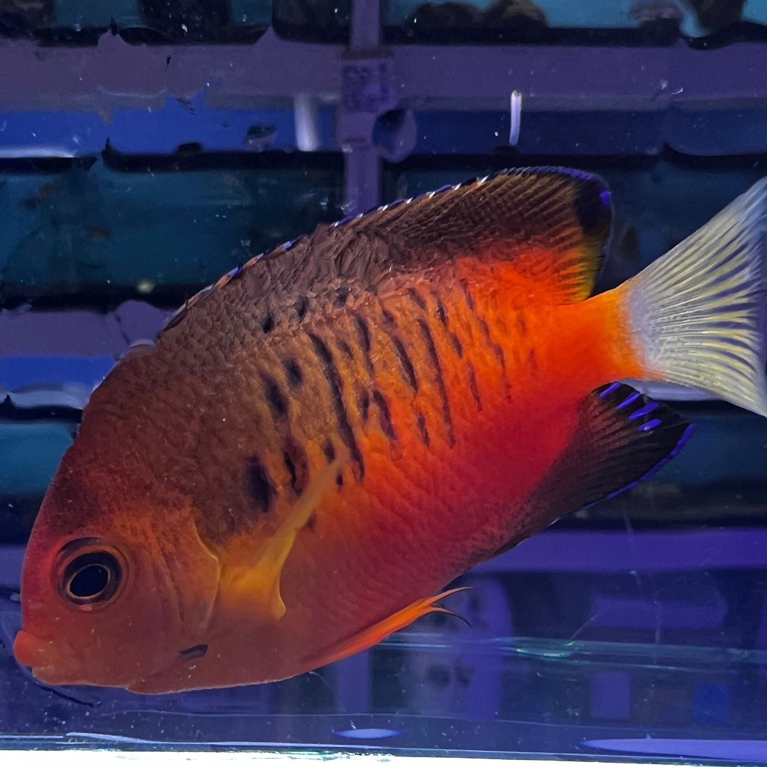 True Shepards Angelfish Centropyge shepardi