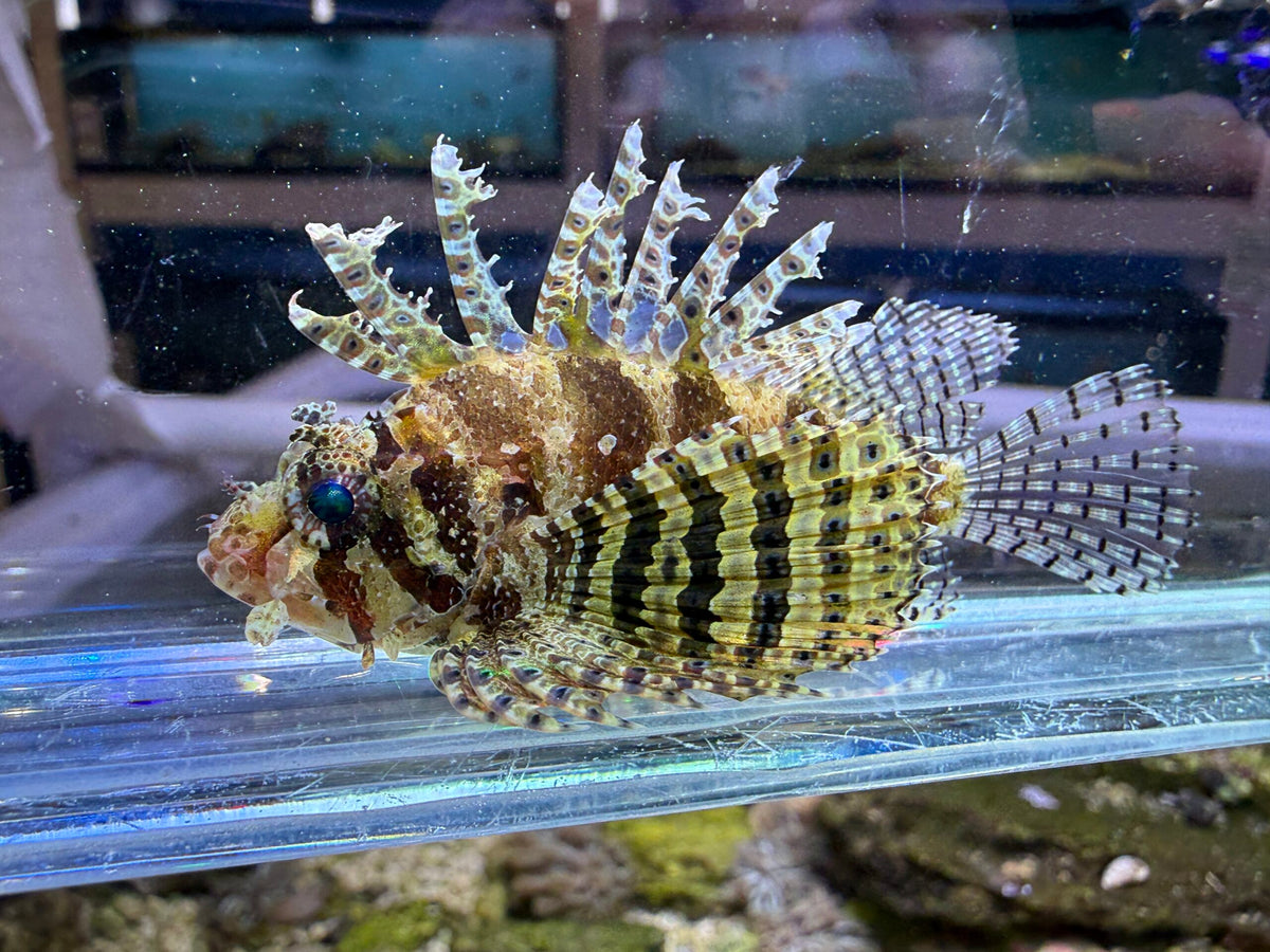 Fuzzy Dwarf Lionfish
