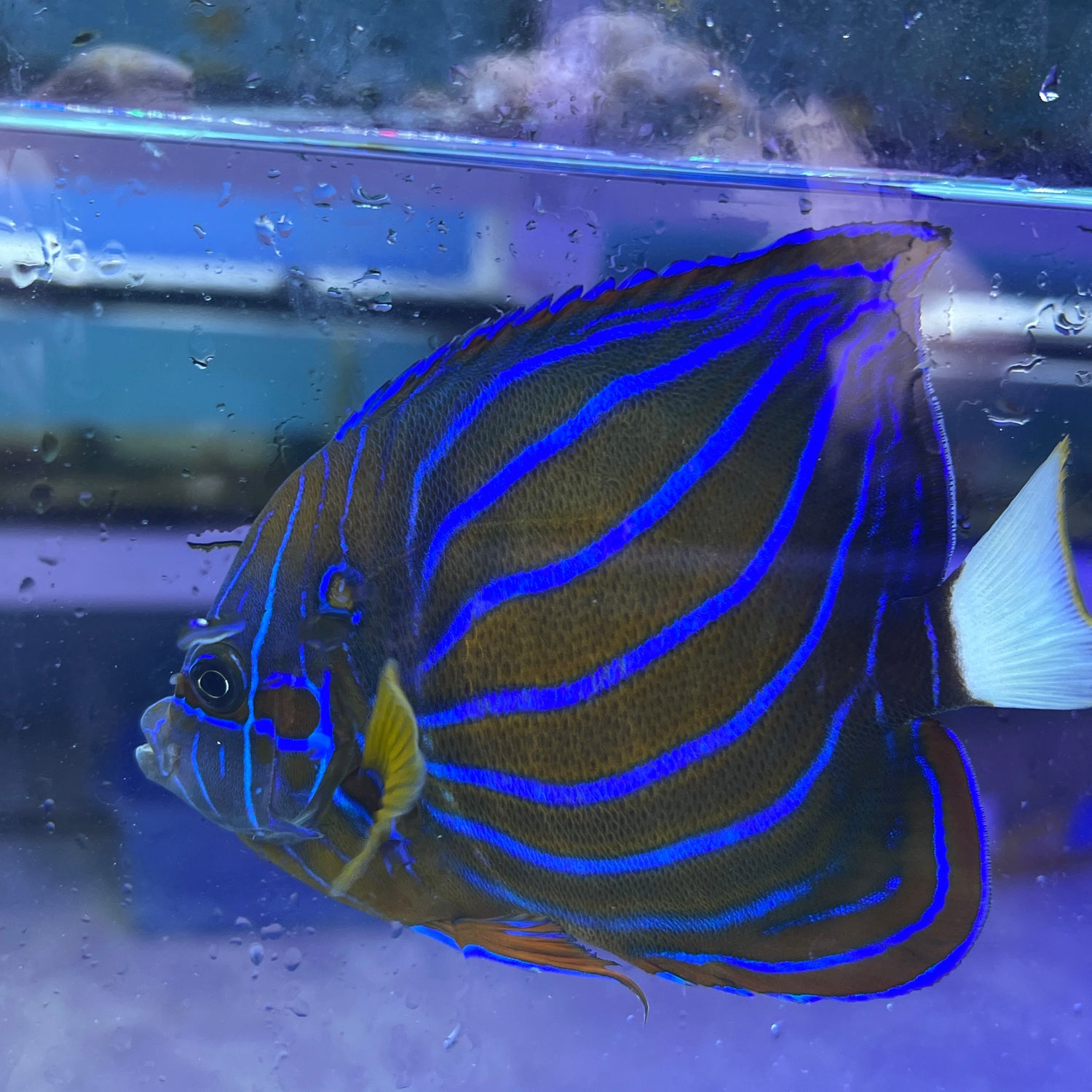 Blue Ringed Annularis angelfish
