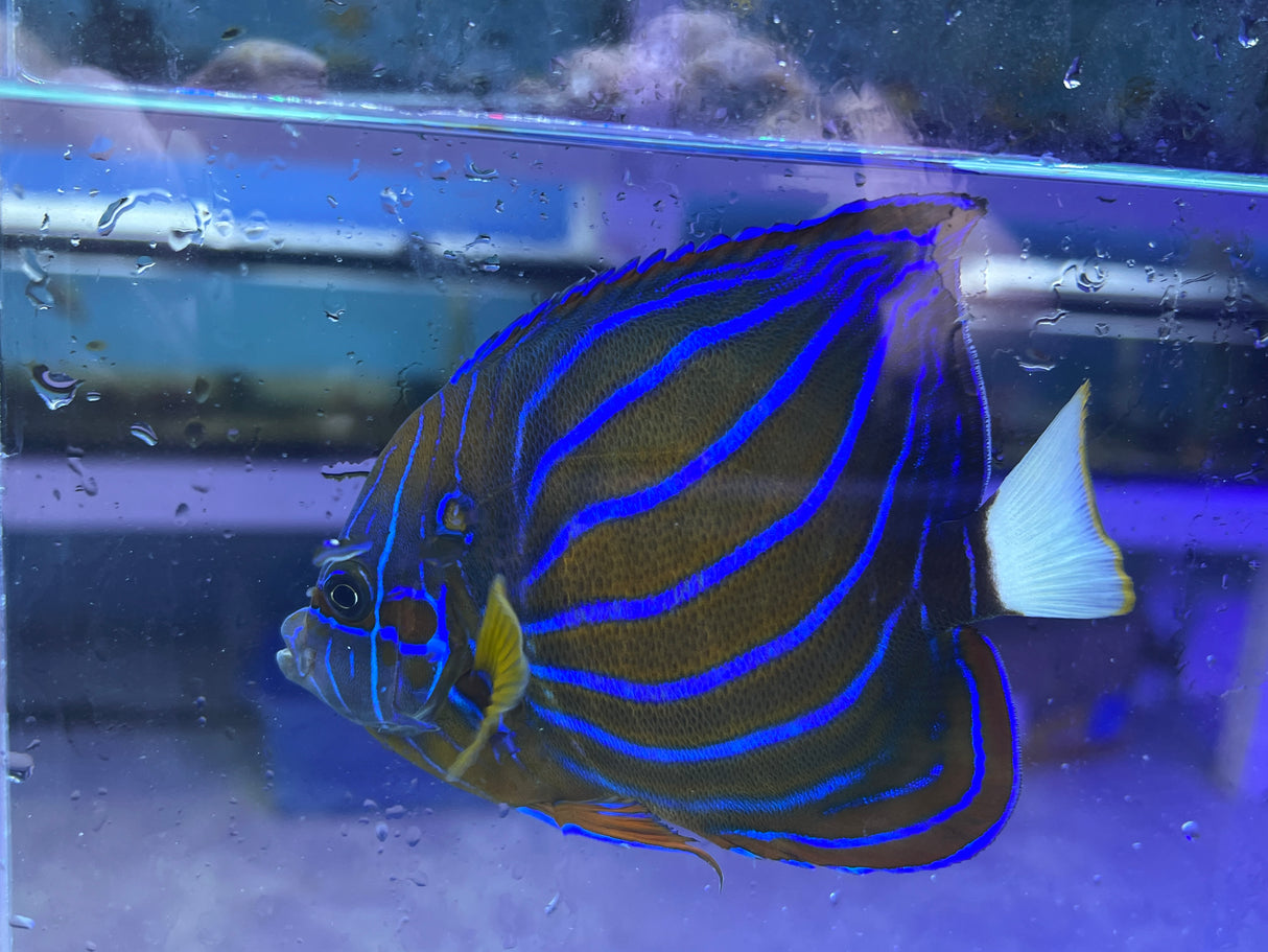 Blue Ringed Annularis angelfish