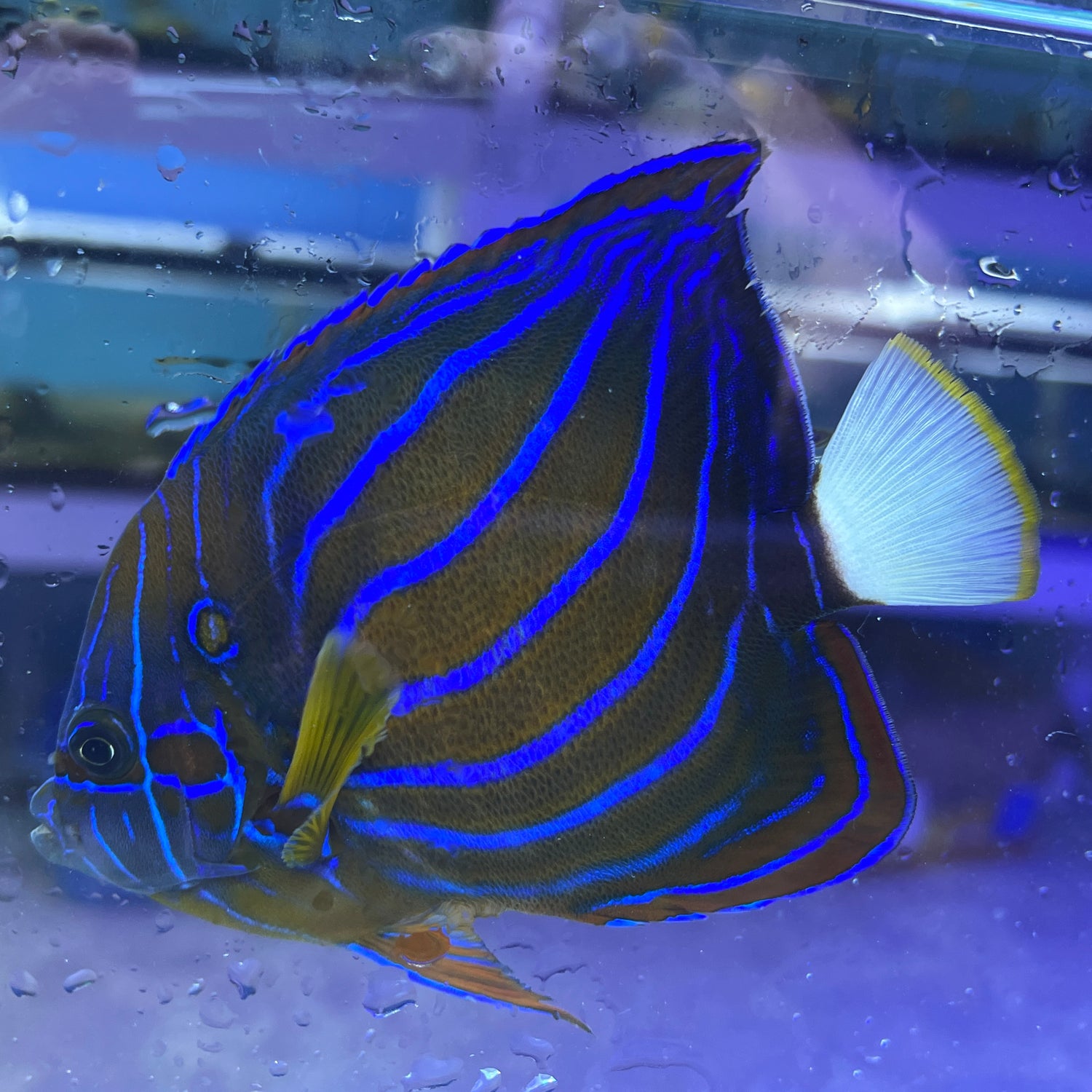Blue Ringed Annularis angelfish