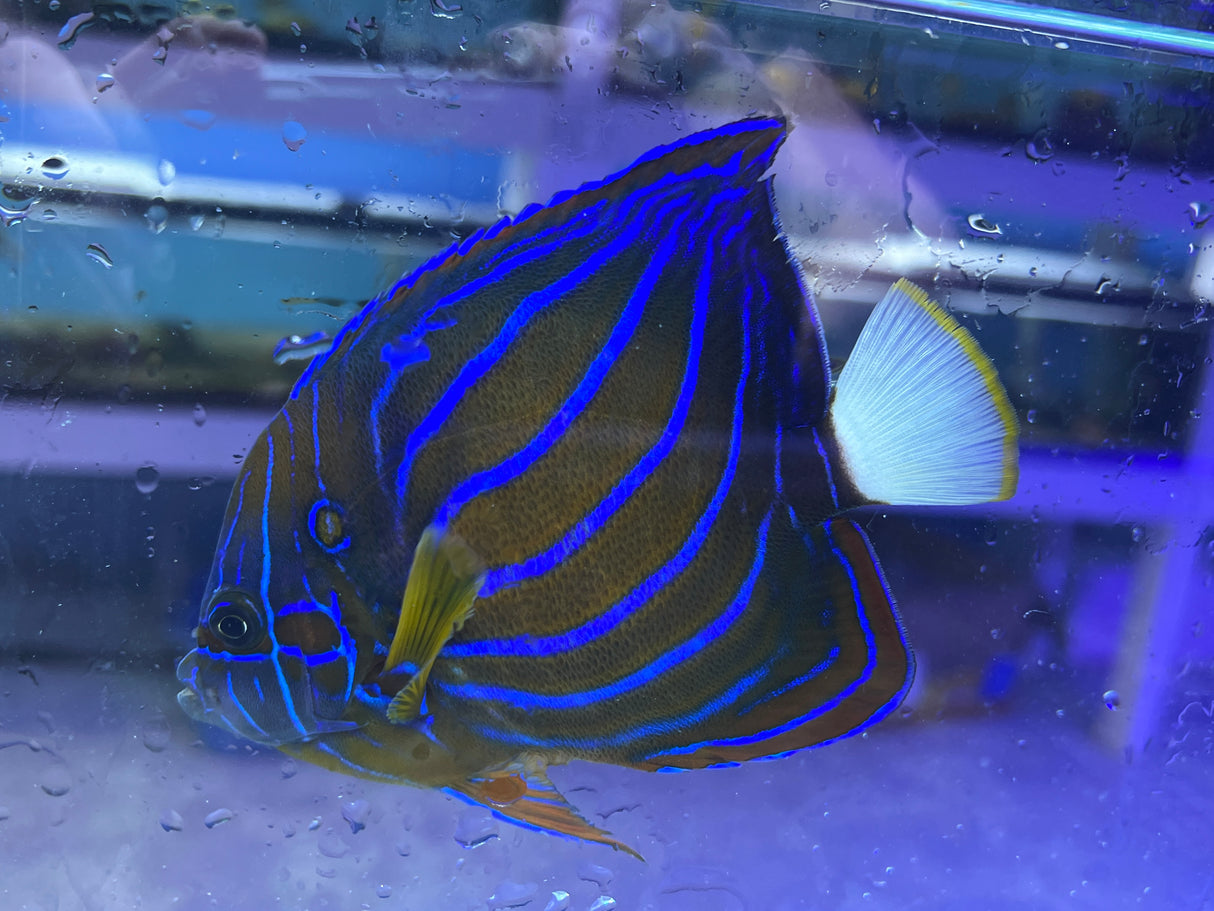 Blue Ringed Annularis angelfish