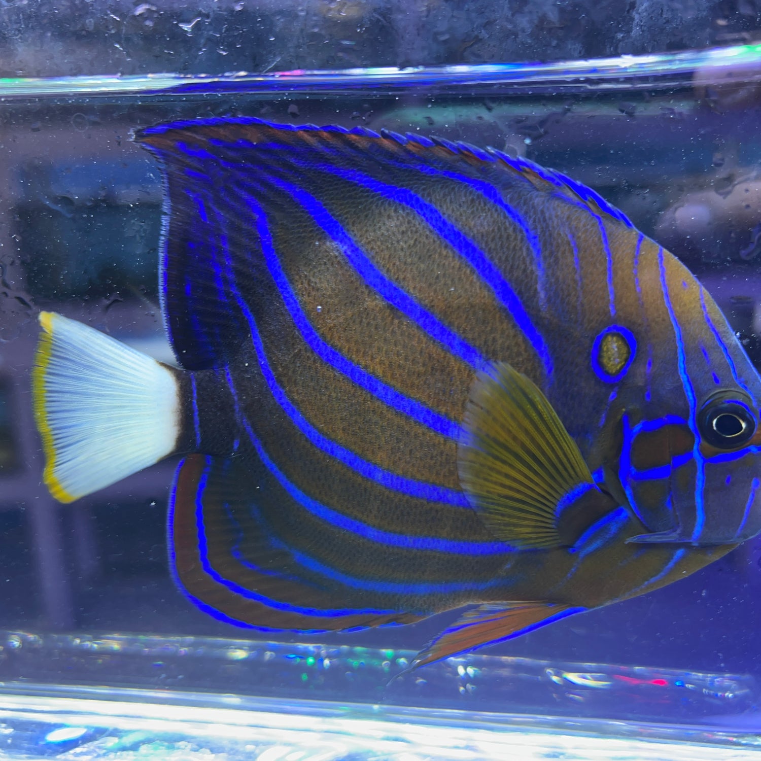 Blue Ringed Annularis angelfish