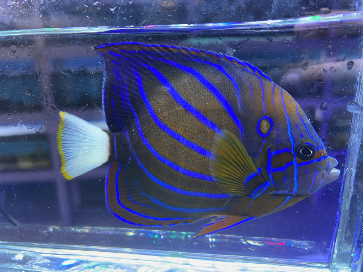 Blue Ringed Annularis angelfish