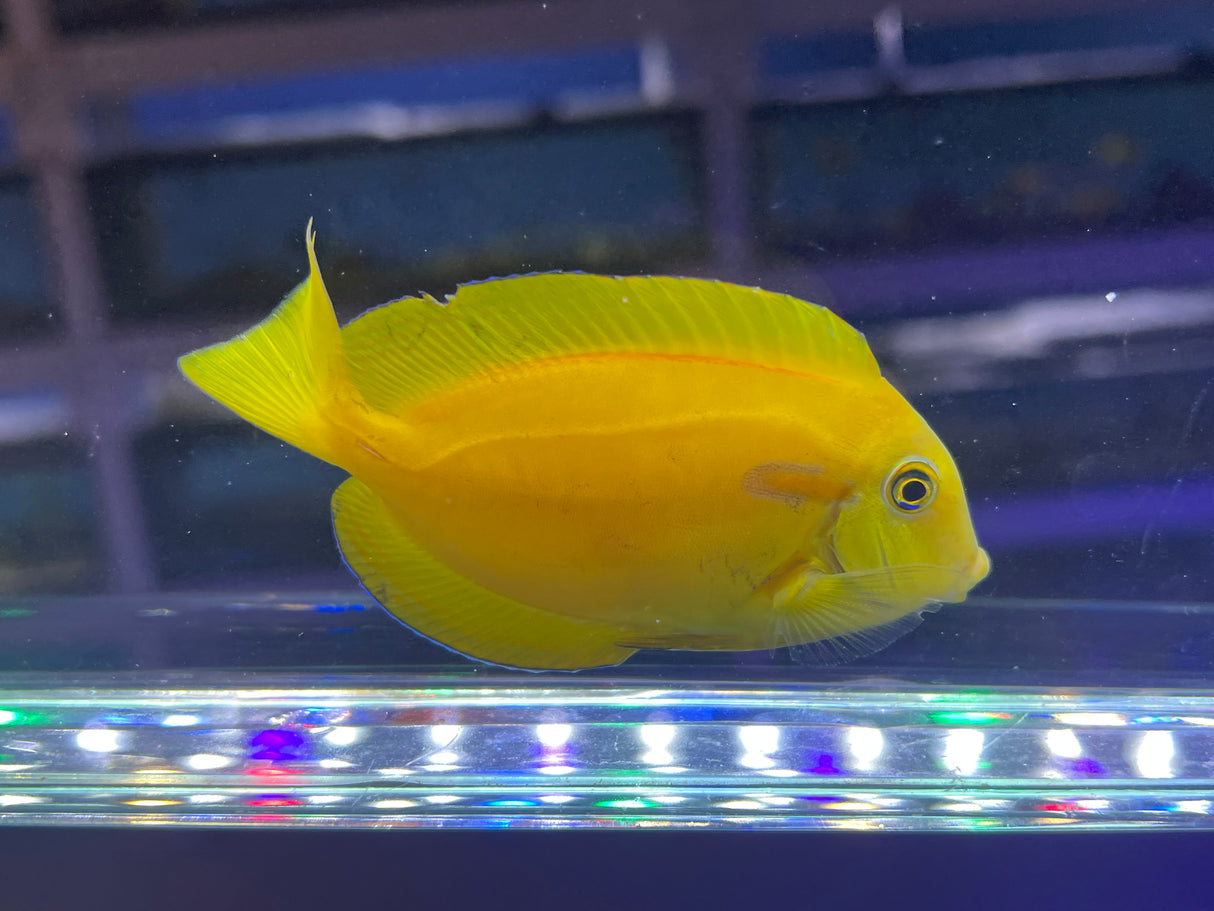 Orange Shoulder Tang Juvenile– Acanthurus olivaceus