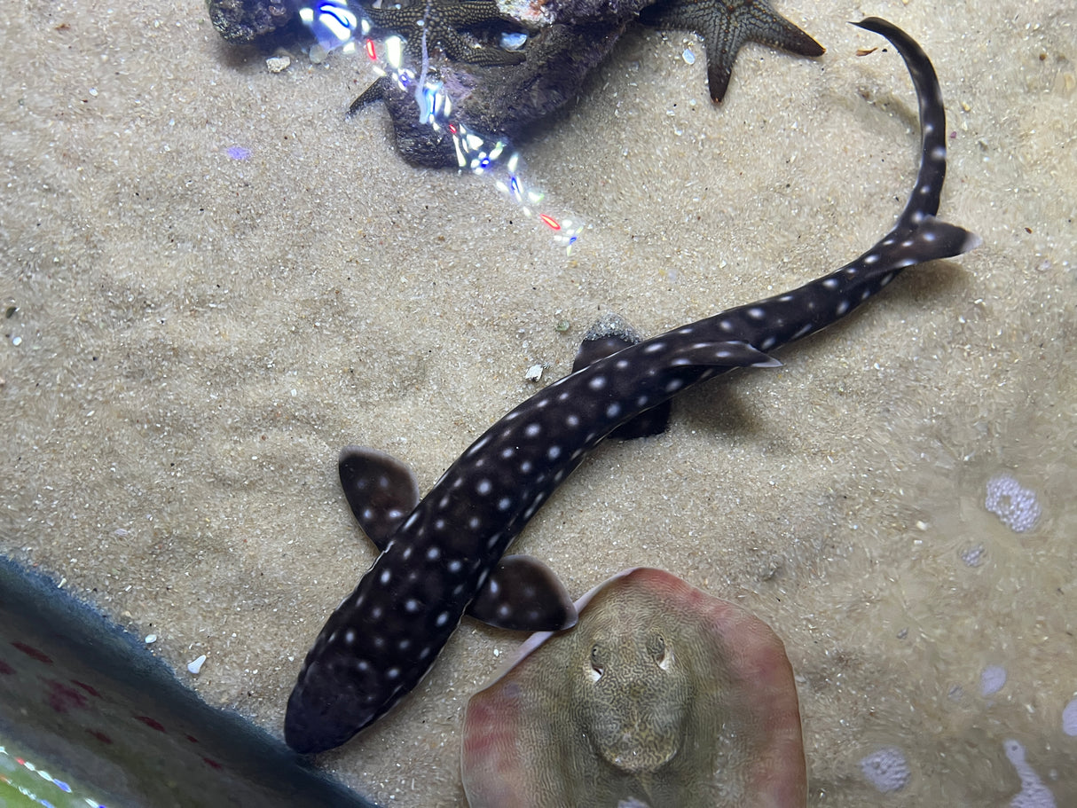 Large Male Coral Cat Shark
