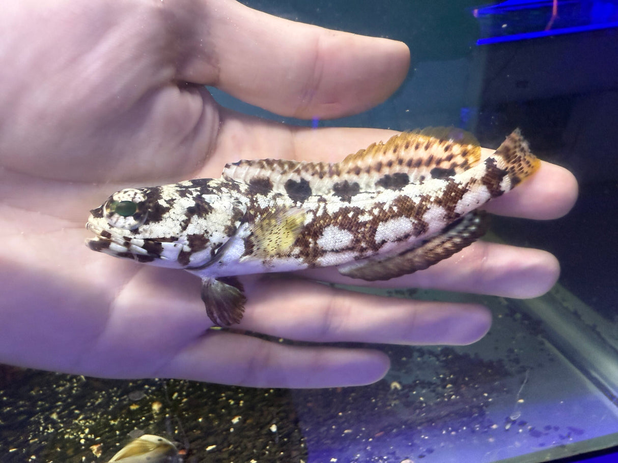Dusky Jawfish
