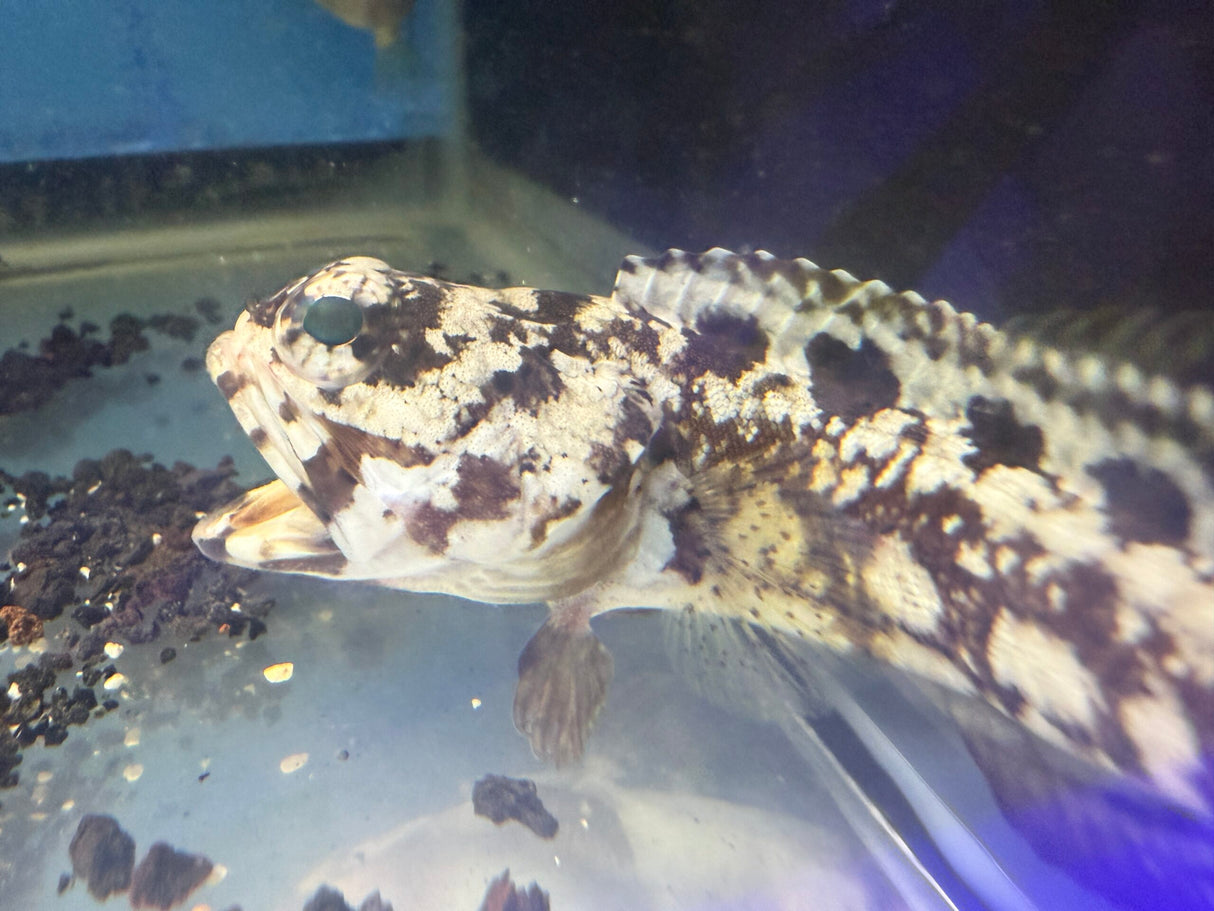 Dusky Jawfish