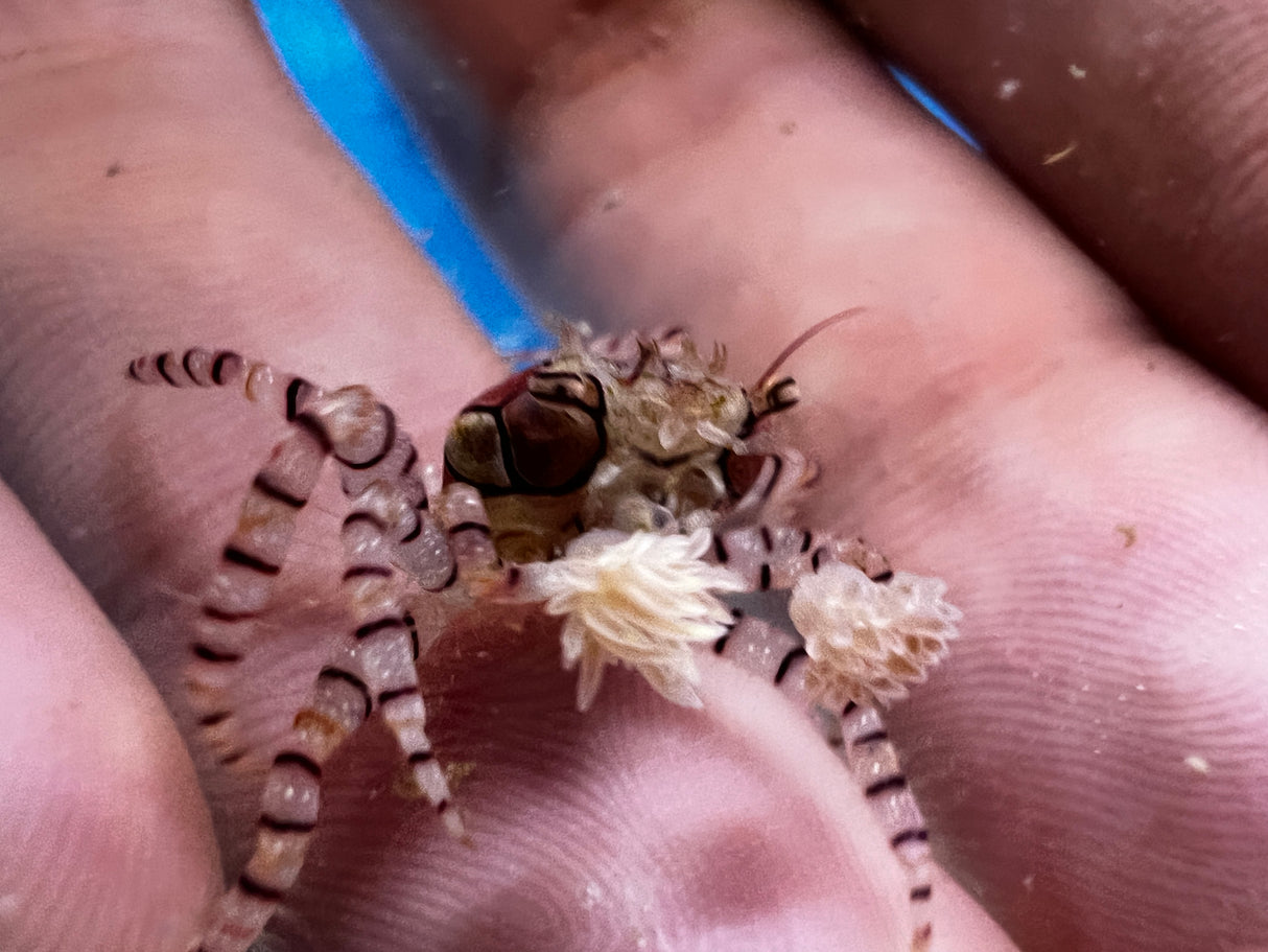 Pompom Crab
