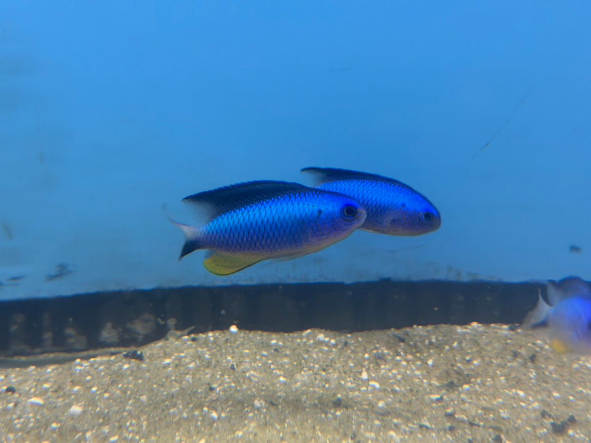 Allen's Damselfish