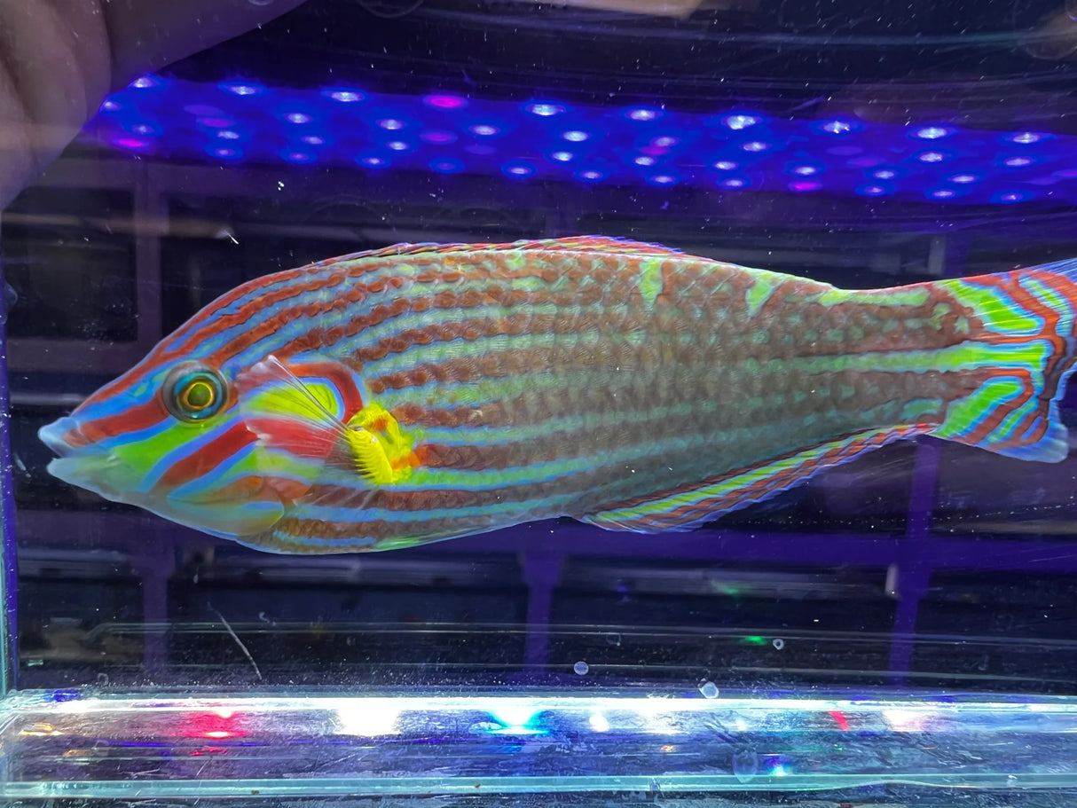 Melanurus Wrasse