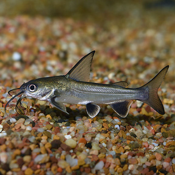 Shark Catfish