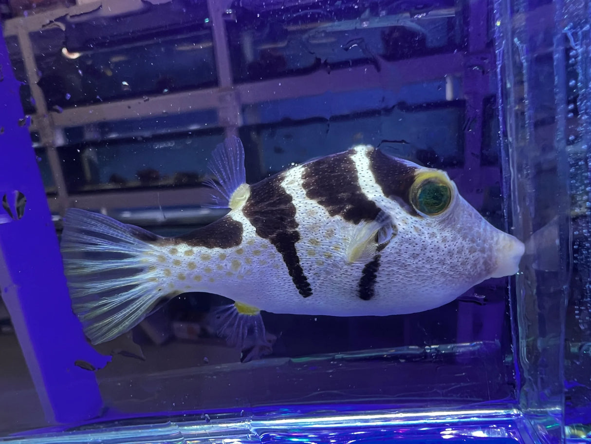 Valentini Puffer Fish