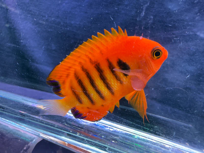 Flame Angelfish