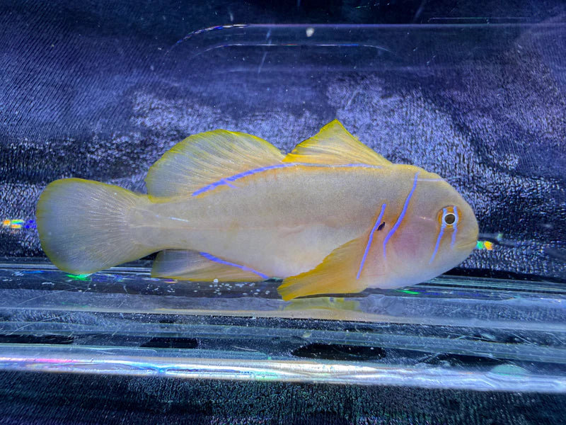 Citron Clown Goby Fish