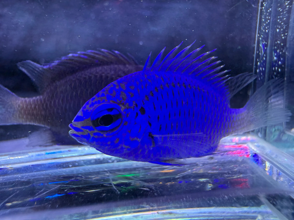Springer Damsel Fish