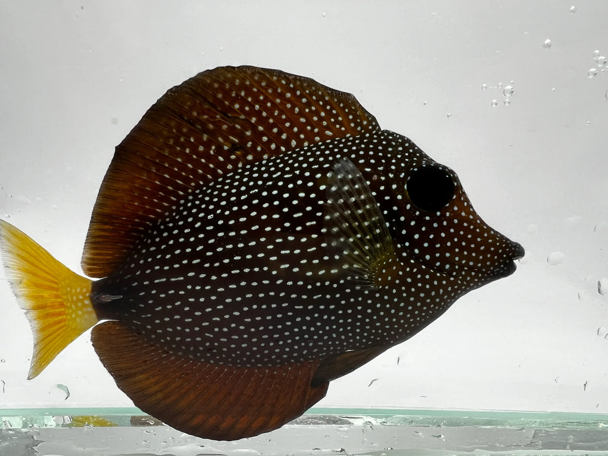 Gem Tang Fish