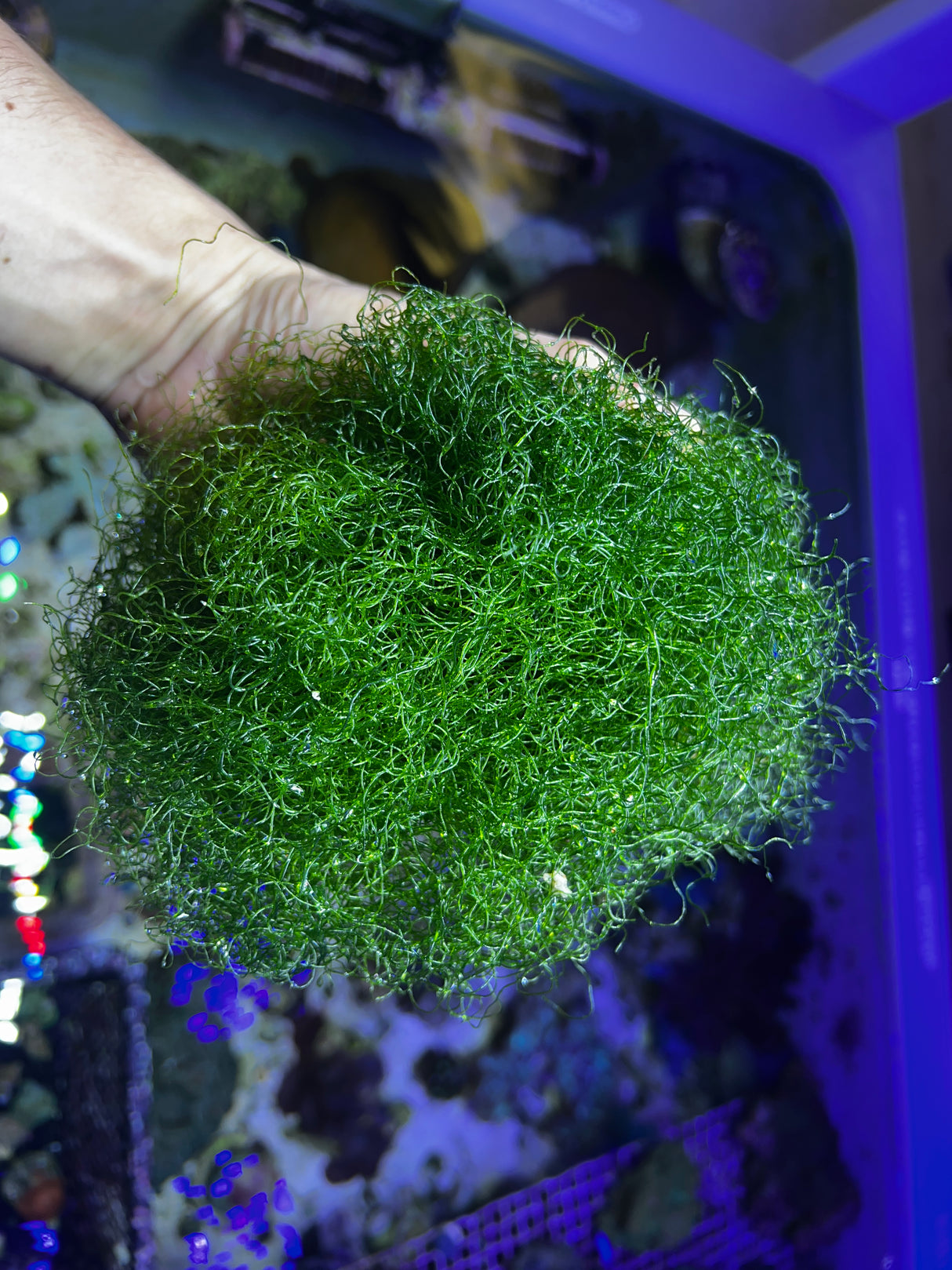 Super Clean Chaeto Premium Saltwater Aquarium Macro Algae Large