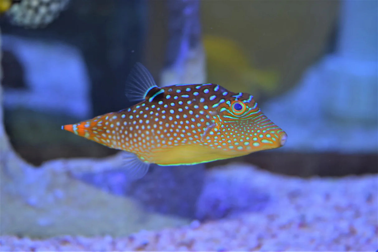 Blue Spot Puffer Fish