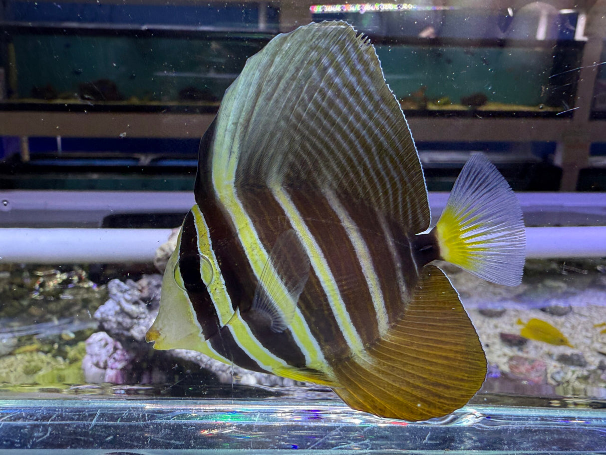 Sailfin Tang Fish