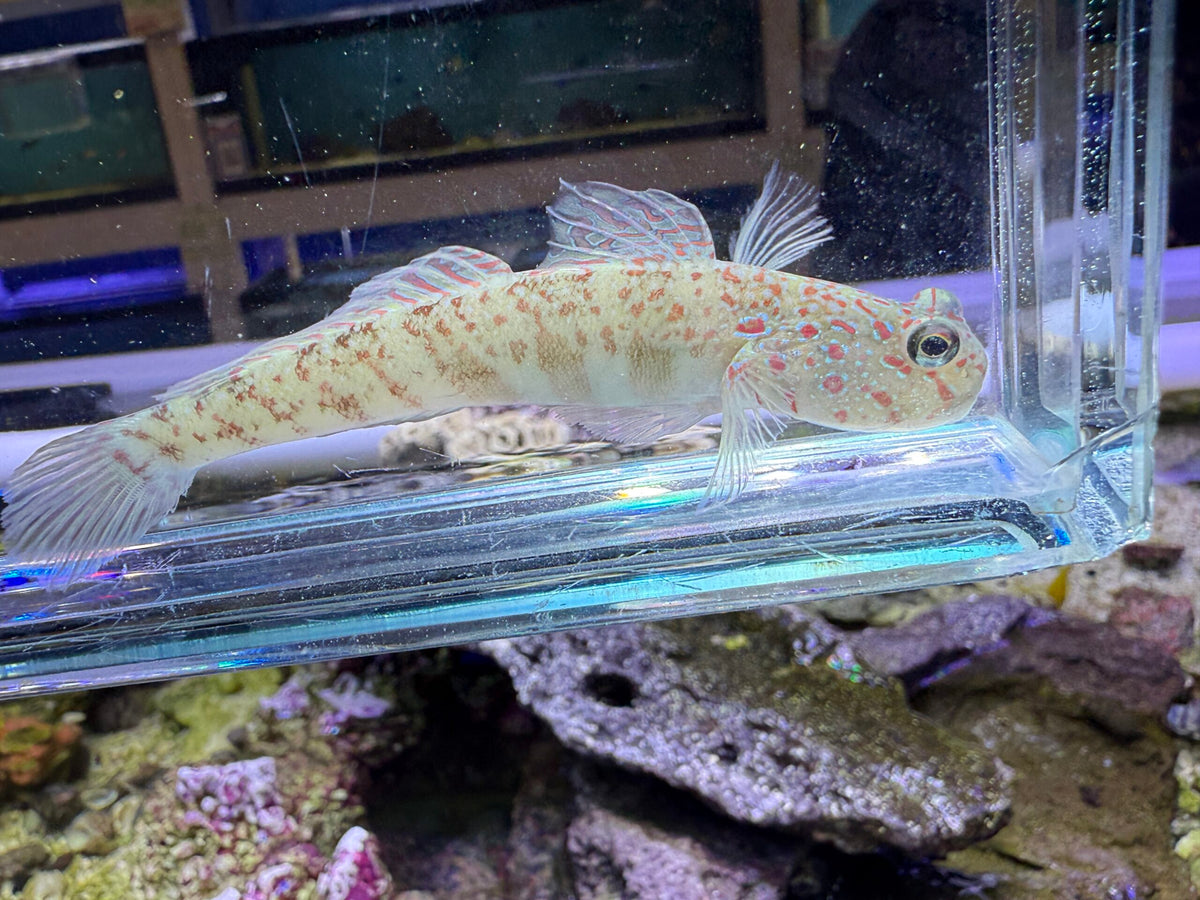 Pink Spot Goby