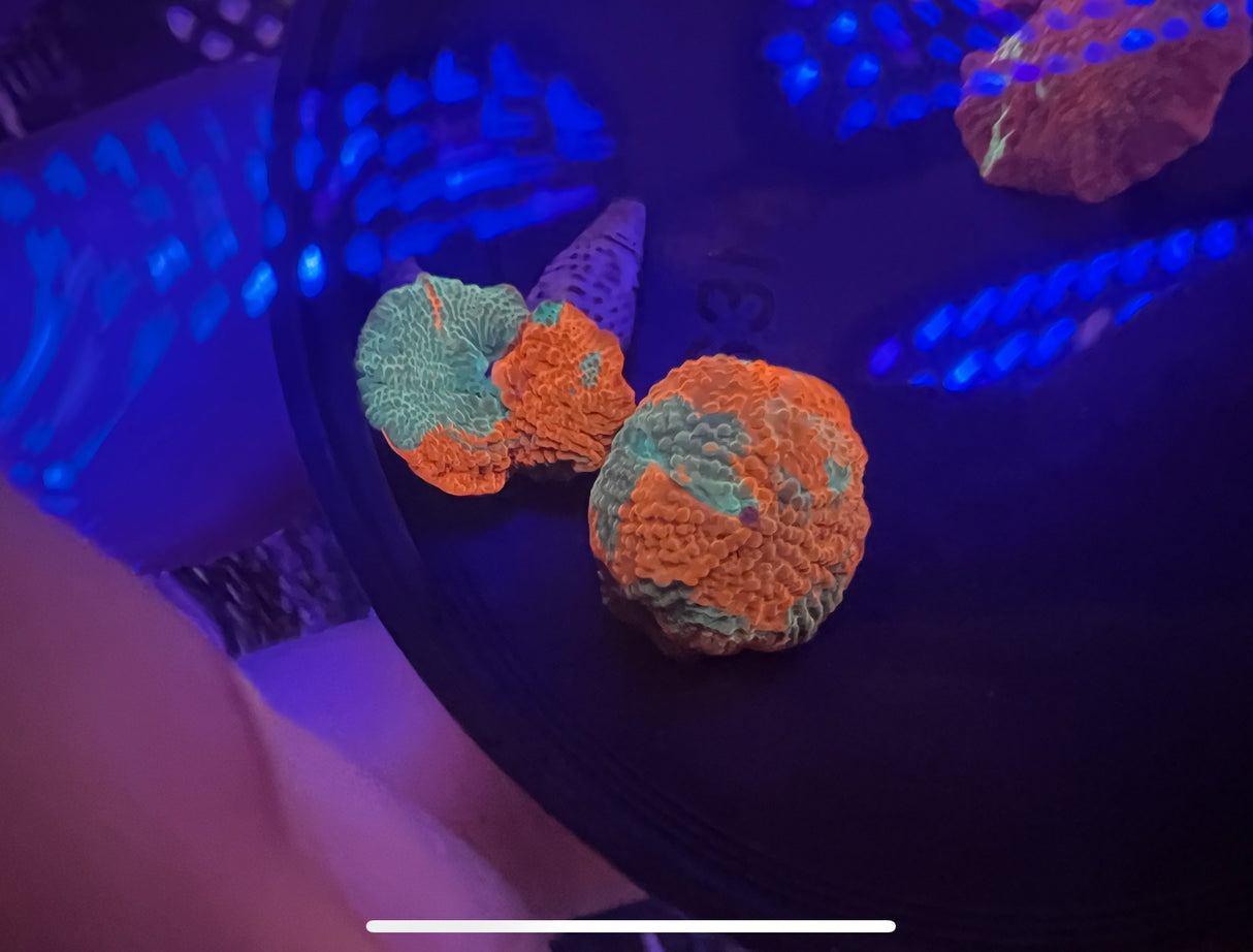 Ultra Candy Crush discosoma mushroom Orange and green