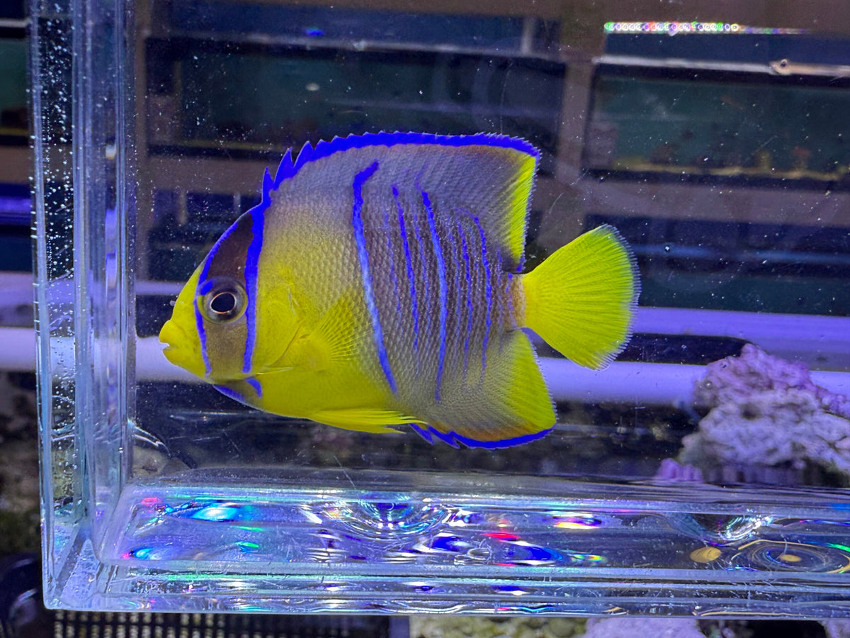 Blue Angelfish