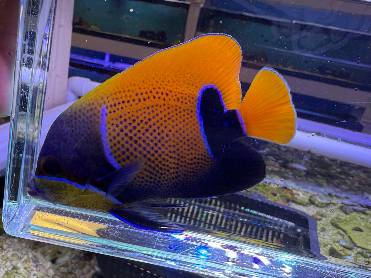 Majestic Angelfish