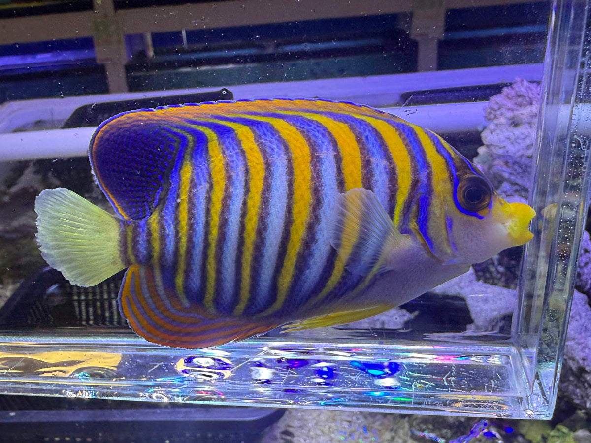 Regal Angelfish