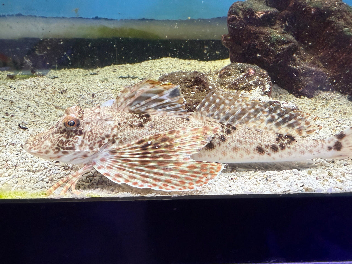 Sea Robin