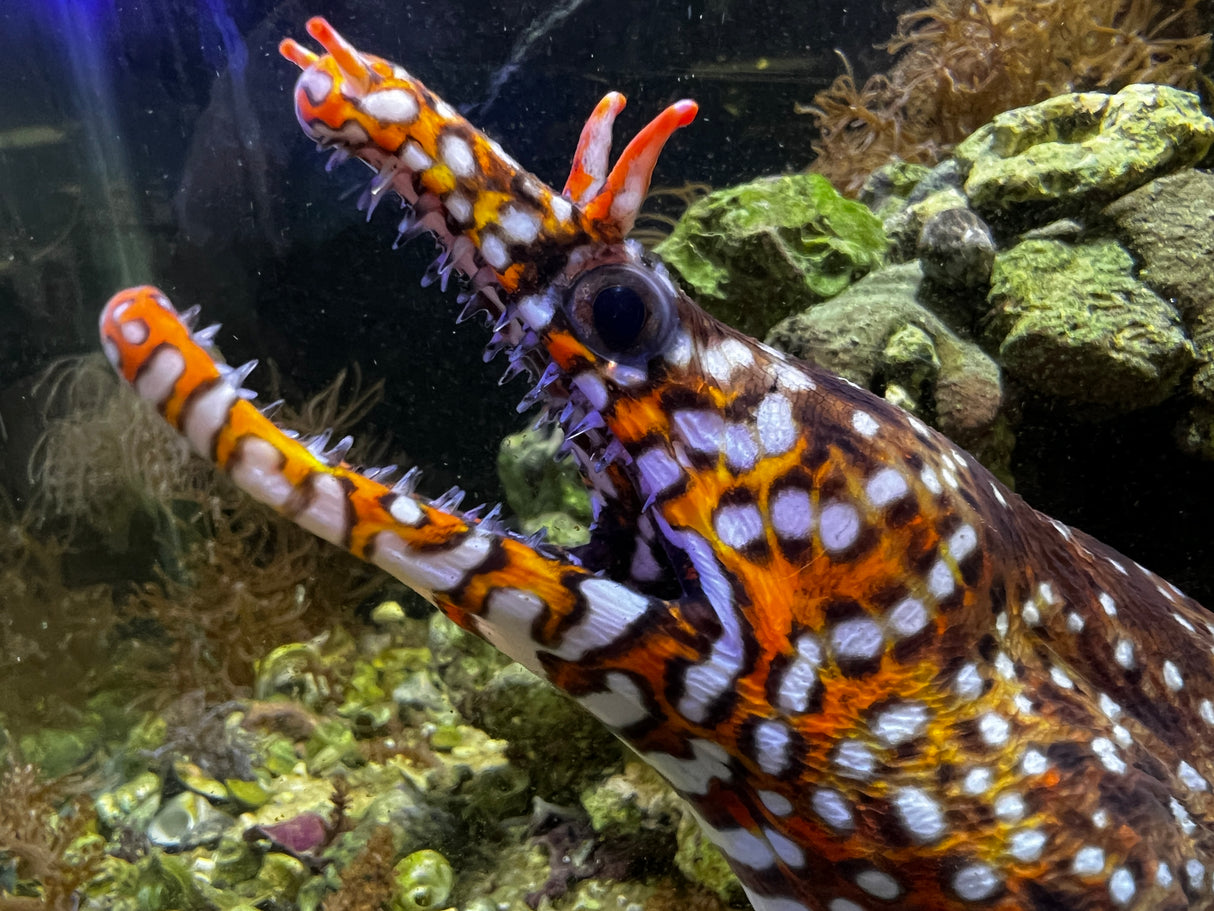 Japanese Dragon Eel - Enchelycore pardalis