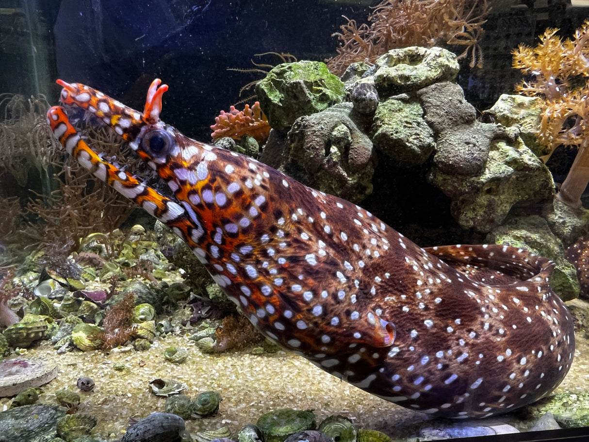 Japanese Dragon Eel - Enchelycore pardalis