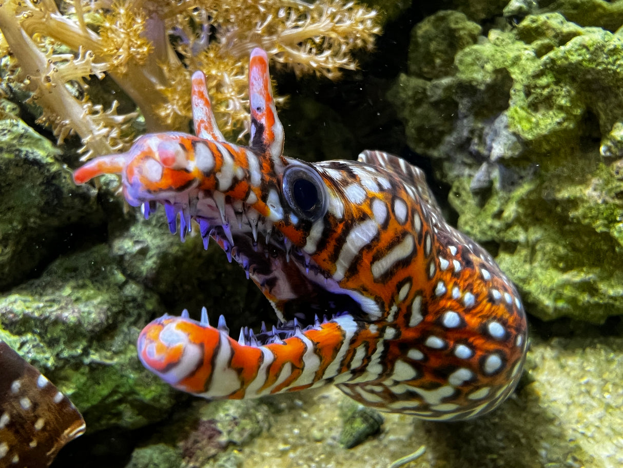 Japanese Dragon Eel - Enchelycore pardalis