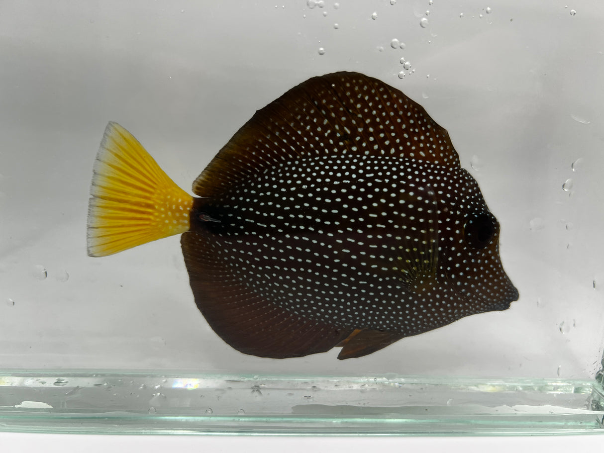 Gem Tang – Zebrasoma gemmatum