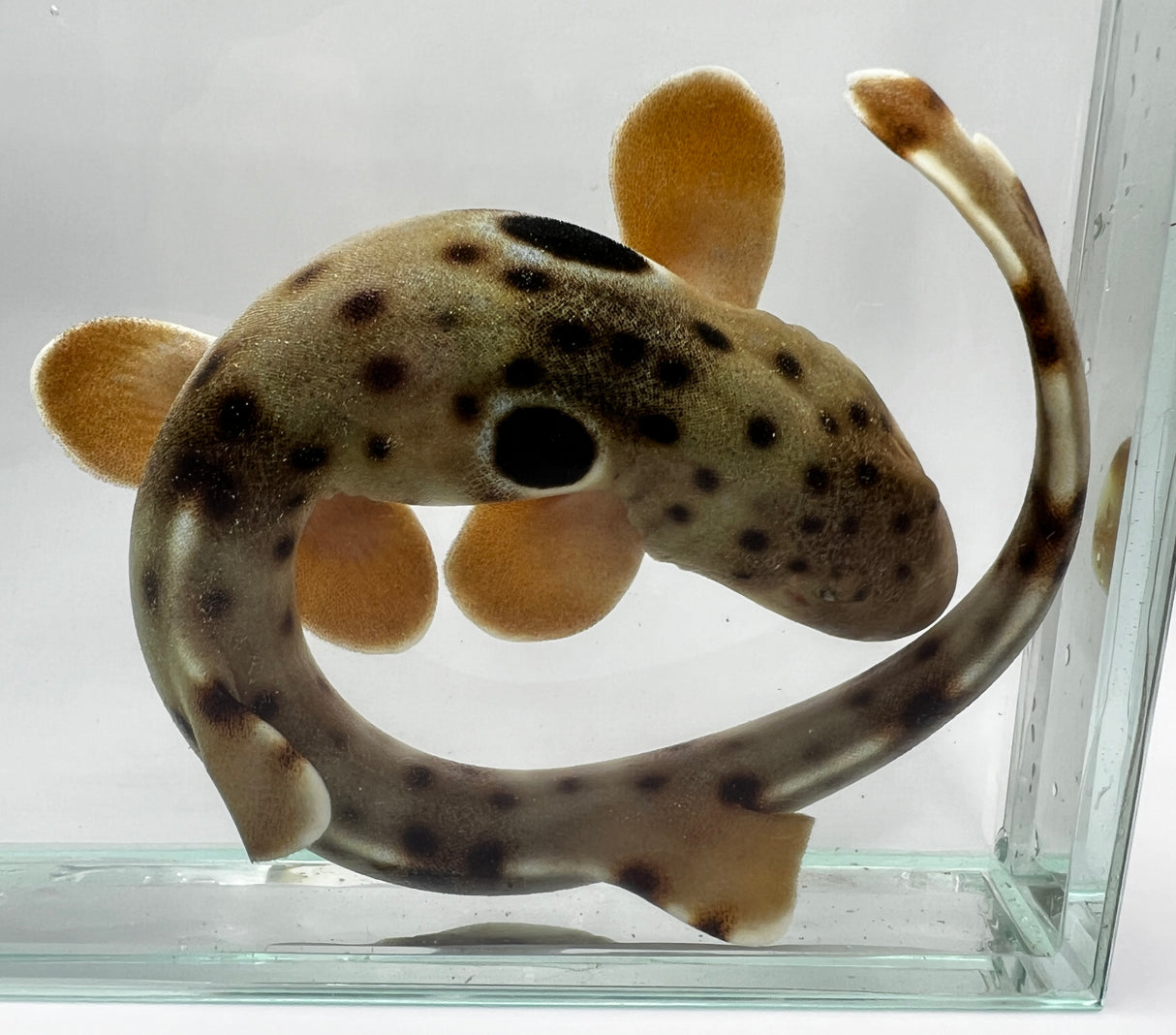Captive-Bred Epaulette Shark (Hemiscyllium ocellatum)