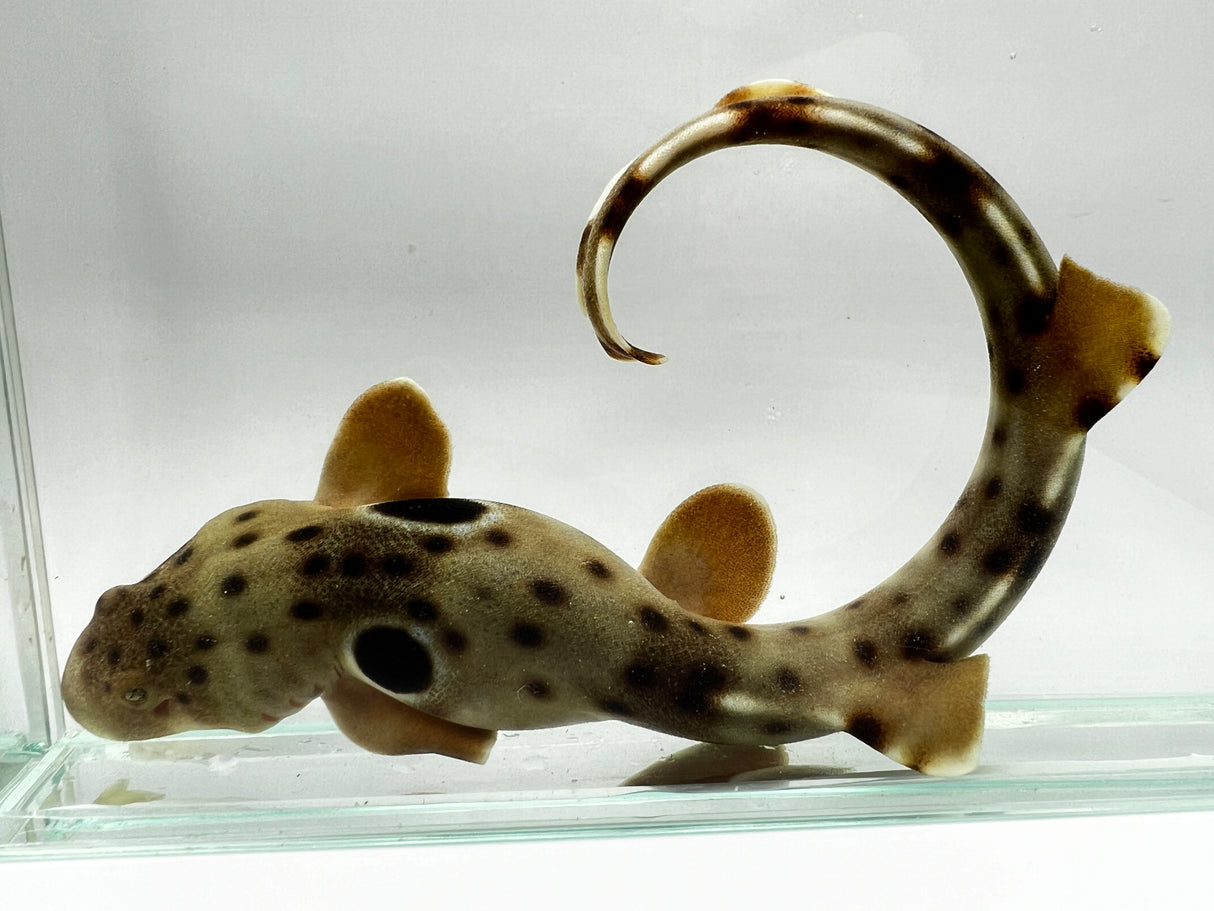 Captive-Bred Epaulette Shark (Hemiscyllium ocellatum)