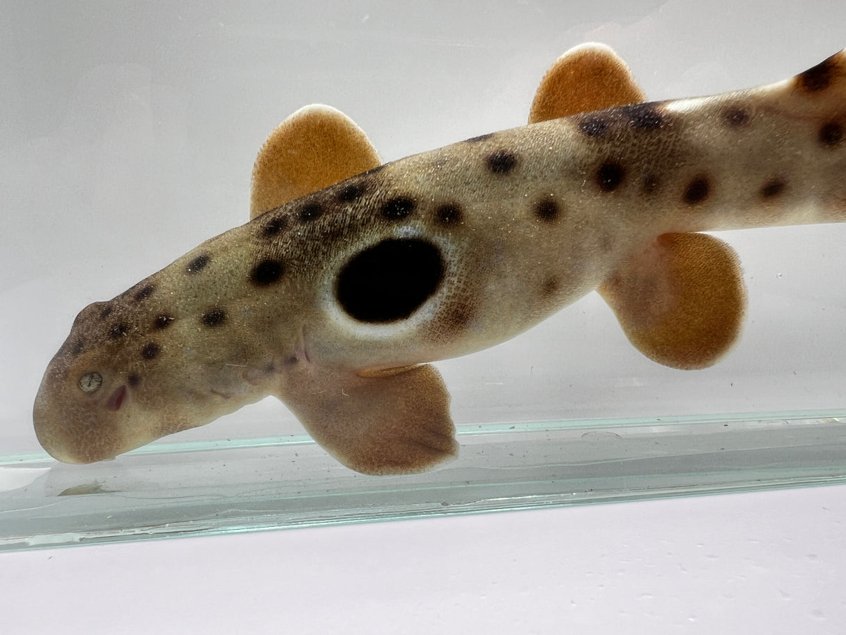 Captive-Bred Epaulette Shark (Hemiscyllium ocellatum)