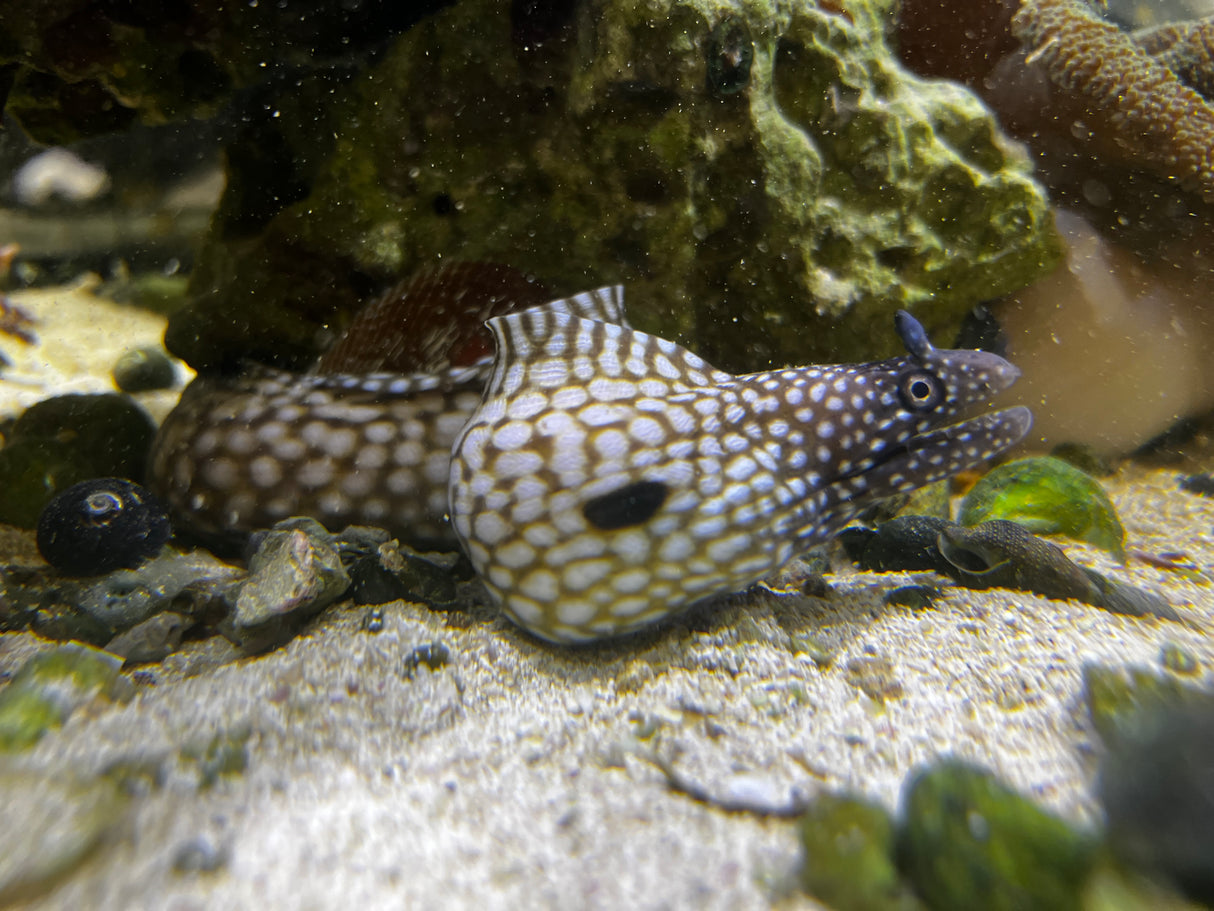 Brazilian Dragon Eel